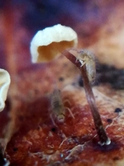 Marasmius epiphyllus