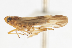 Megamelus iphigeniae