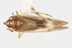 Megamelus iphigeniae