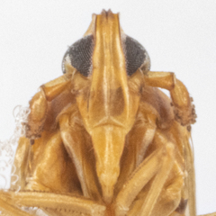 Megamelus iphigeniae