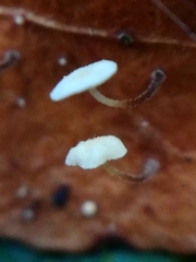 Marasmius epiphyllus