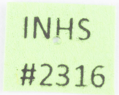 Megamelus iphigeniae