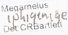 Megamelus iphigeniae