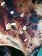 Marasmius epiphyllus