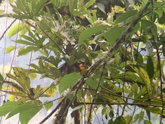 Myioborus ornatus