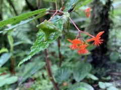 Begonia urticae