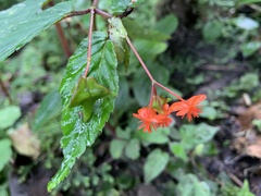 Begonia urticae