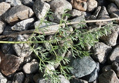 Phlojodicarpus sibiricus