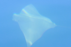 Rhinoptera steindachneri