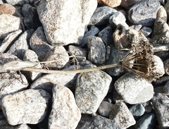 Phlojodicarpus sibiricus