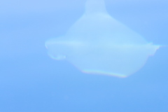 Rhinoptera steindachneri