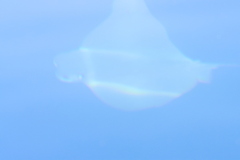 Rhinoptera steindachneri