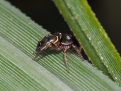 Heliophanus auratus