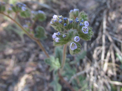 Phacelia coerulea
