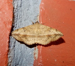 Anticarsia irrorata