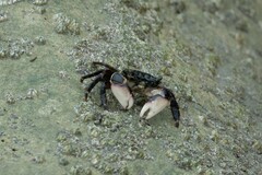 Pachygrapsus socius