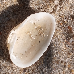 Lunarca ovalis