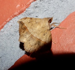 Anticarsia irrorata