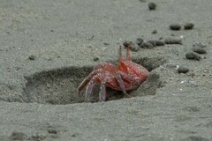 Ocypode gaudichaudii