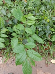 Lannea coromandelica