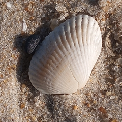 Lunarca ovalis