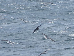 Procellaria
