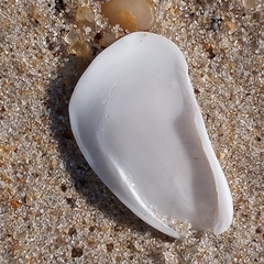 Crepidula plana