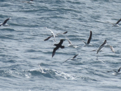 Procellaria