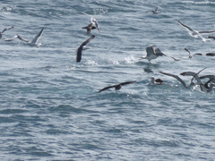 Procellaria