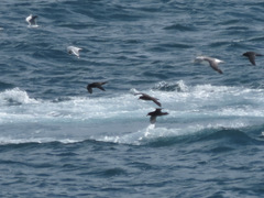 Procellaria
