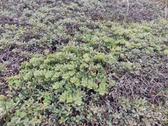 Arctostaphylos imbricata