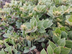 Arctostaphylos imbricata