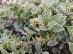Arctostaphylos imbricata