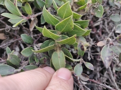 Arctostaphylos imbricata
