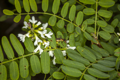 Eysenhardtia orthocarpa