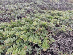 Arctostaphylos imbricata