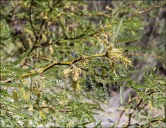 Prosopis glandulosa