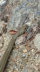 Galvarinus chilensis