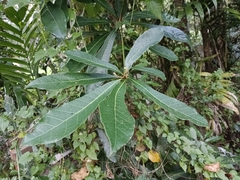 Alstonia
