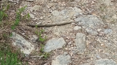 Galvarinus chilensis