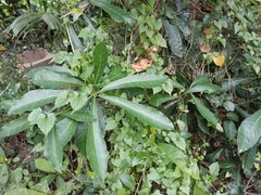 Alstonia