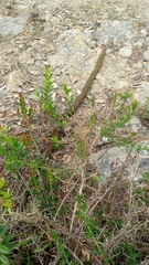 Galvarinus chilensis