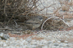 Artemisiospiza nevadensis