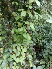 Causonis trifolia