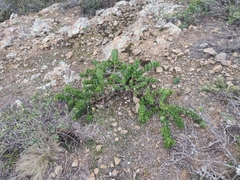 Arctostaphylos imbricata