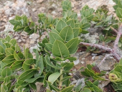Arctostaphylos imbricata