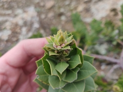 Arctostaphylos imbricata