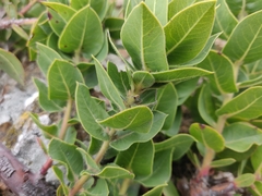 Arctostaphylos imbricata