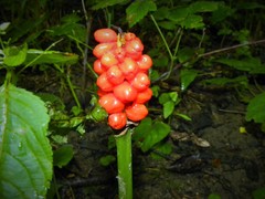 Arum cylindraceum