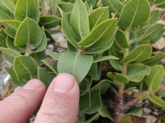 Arctostaphylos imbricata